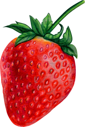 Watercolor Realistic Strawberry Illustration